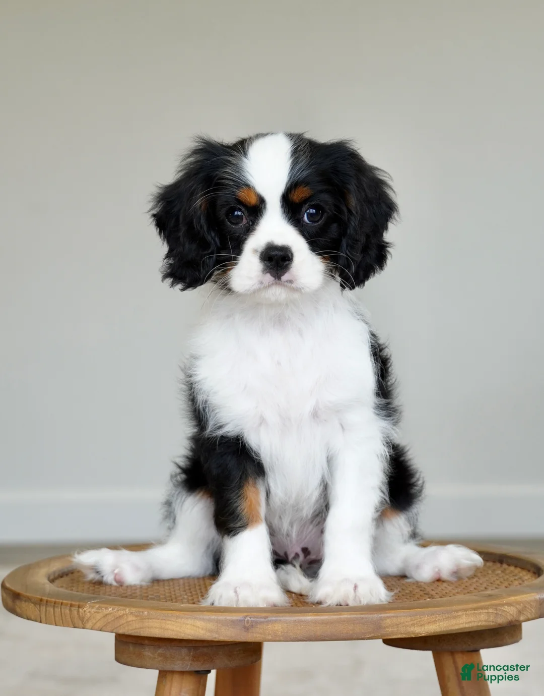 Cavalier King Charles Spaniel dogs for sale: Chester  - Ad 2