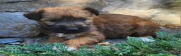 Mixed Breed dogs for sale: Belle - Ad 1