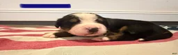 Bernese Mountain Dog dogs for sale: Blue - Ad 8