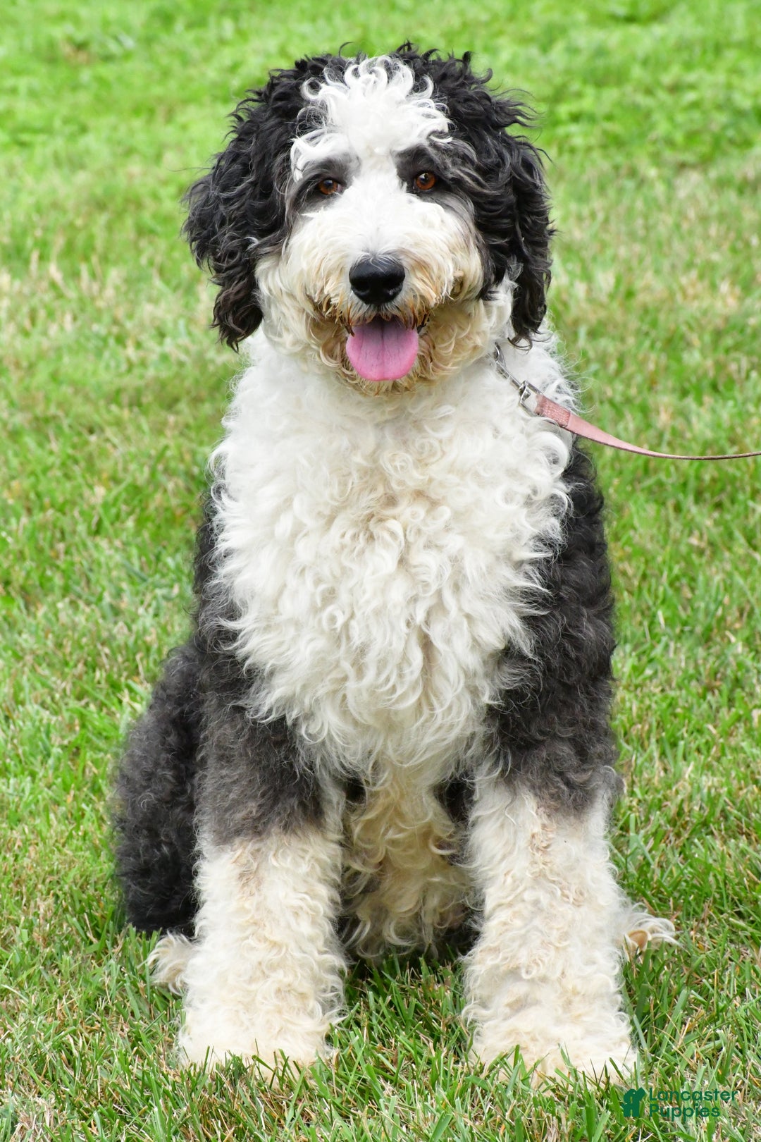 Sheepadoodle dogs for sale: Coco - Ad 8