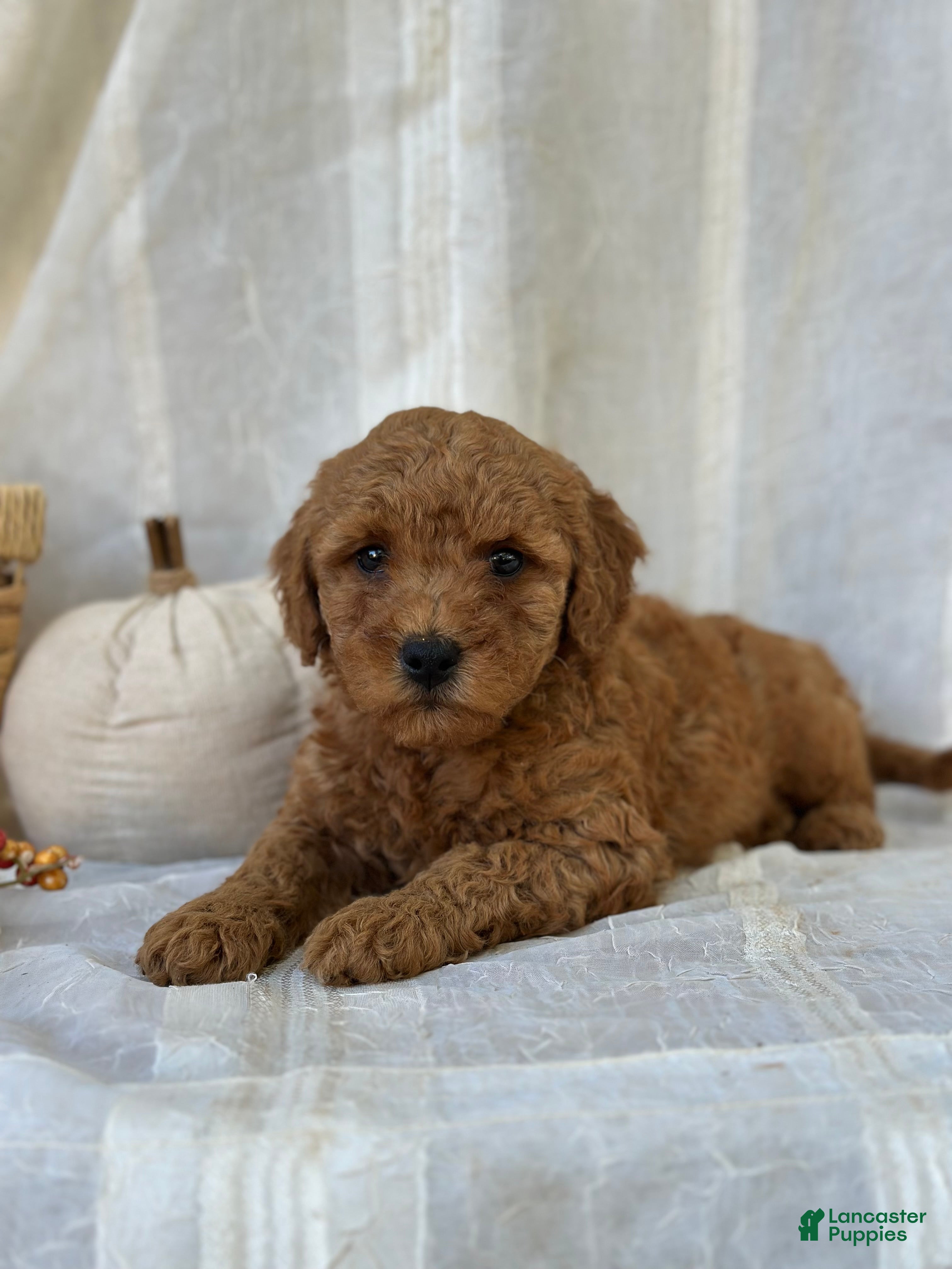 Mini Goldendoodle dogs for sale: Mini Goldendoodle 3 - Ad 1