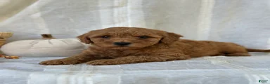 Mini Goldendoodle 3