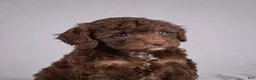 Cockapoo dogs for sale: Judy - Ad 6