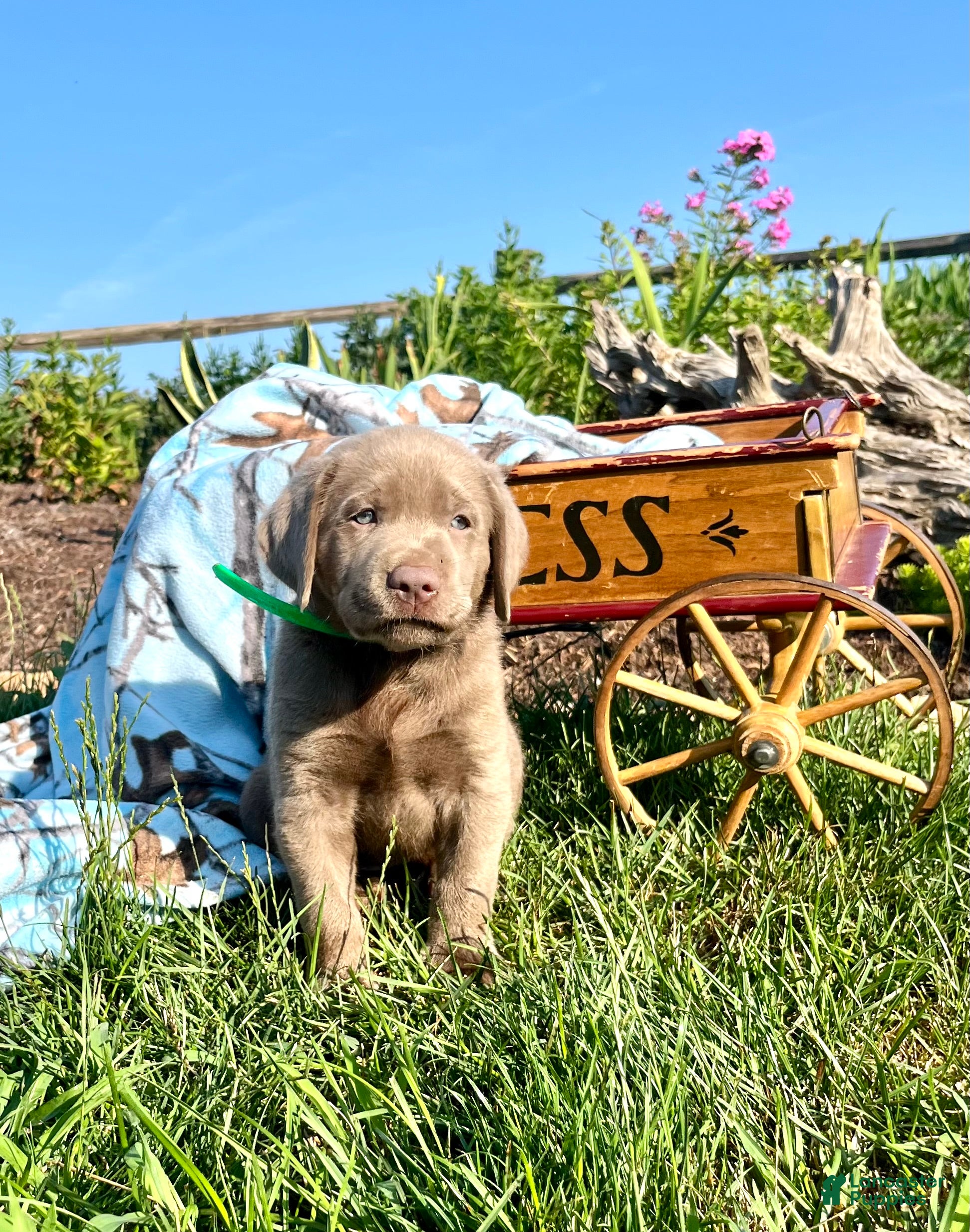 Labrador Retriever dogs Tommy❤️AKC hip cert green  - Ad 1