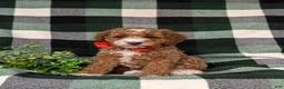 Miniature Poodle dogs for sale: Santiago  - Ad 3