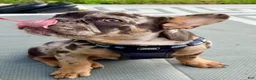 French Bulldog dogs for sale: Smokey Joe - Ad 2