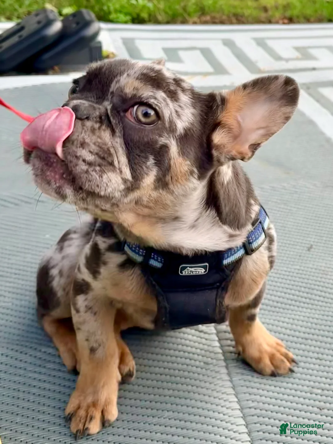French Bulldog dogs for sale: Smokey Joe - Ad 2