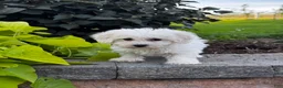 Bichon Frise dogs for sale: Bonnie  - Ad 7