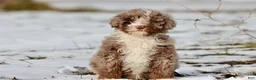 Mini Bernedoodle dogs for sale: Chocolate Chips - Ad 2