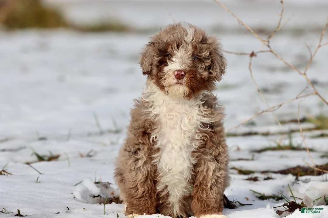 Mini Bernedoodle dogs for sale: Chocolate Chips - Ad 2