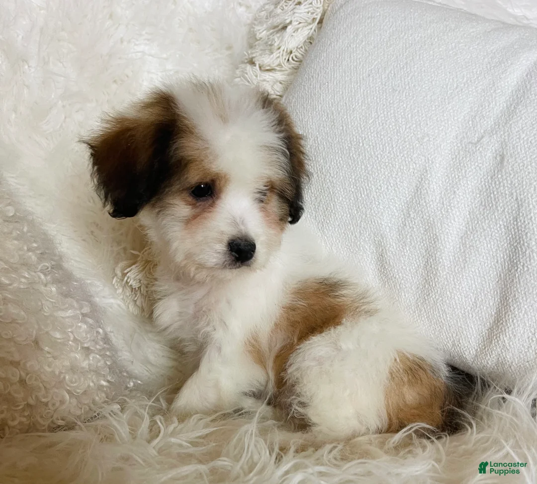 Mixed Breed dogs for sale: Chanel-SPRING BREAK SALE - Ad 3