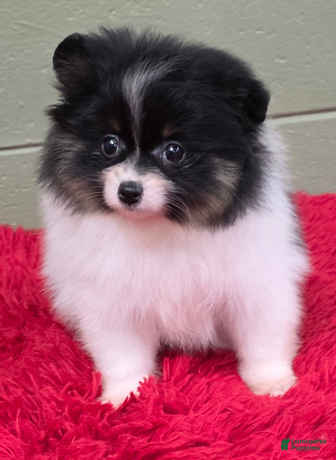 Pomeranian dogs for sale: Pomeranian Puppy 1 - Ad 5