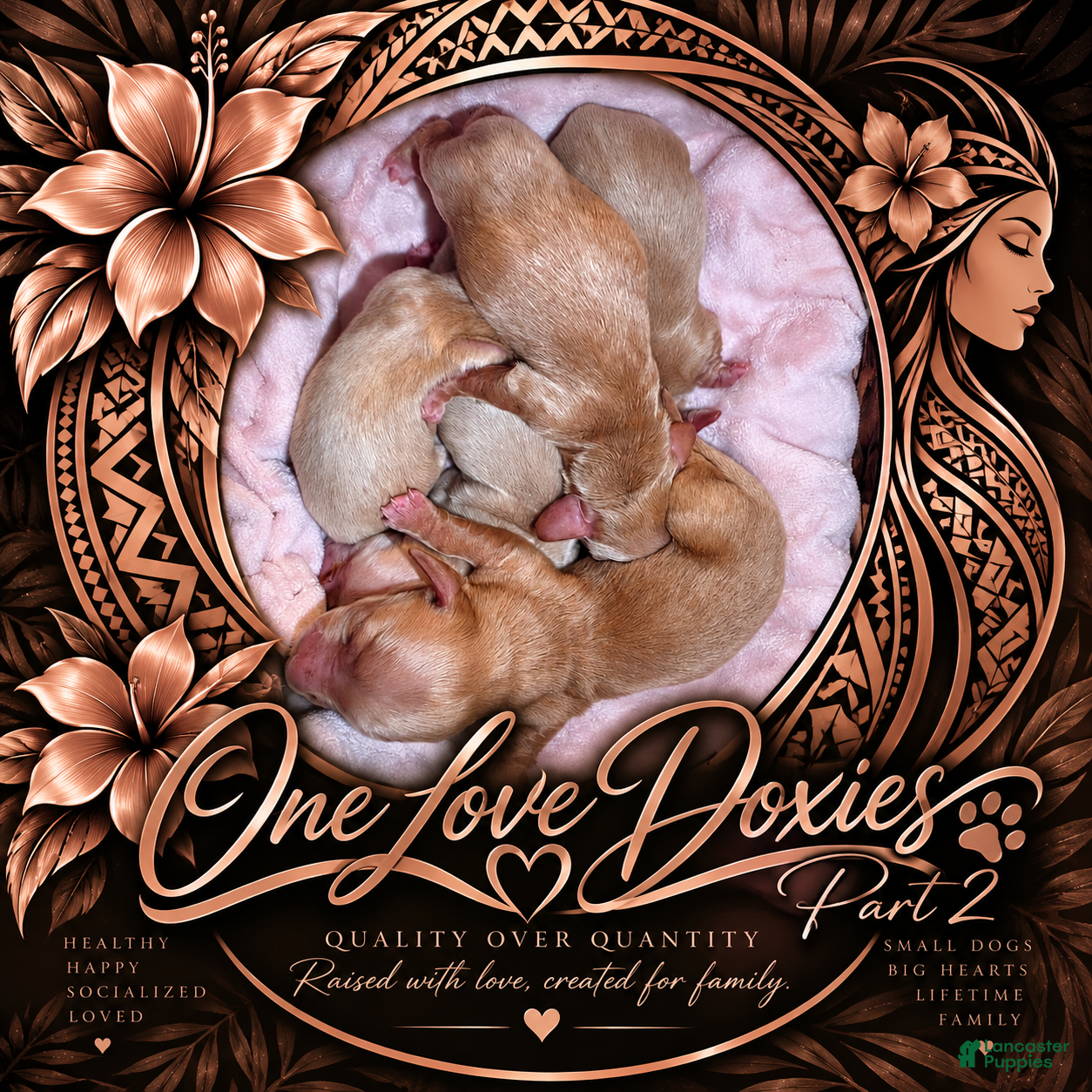 Miniature Dachshund dogs Daisy - Ad 1
