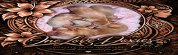 Miniature Dachshund dogs for sale: Daisy - Ad 1