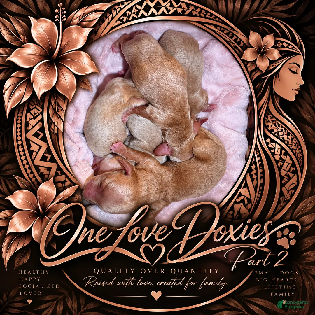 Miniature Dachshund dogs for sale: Daisy - Ad 1
