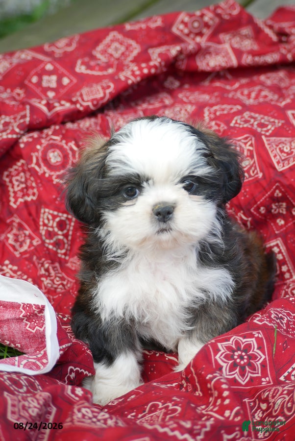 Shih Tzu dogs Avery - Ad 1