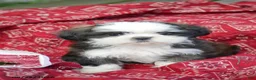 Shih Tzu dogs for sale: Avery - Ad 1