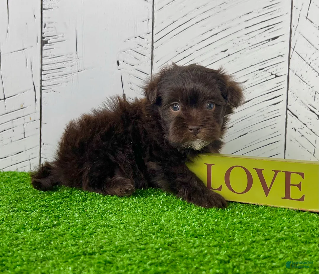 Havapoo dogs for sale: Mickey - Ad 2