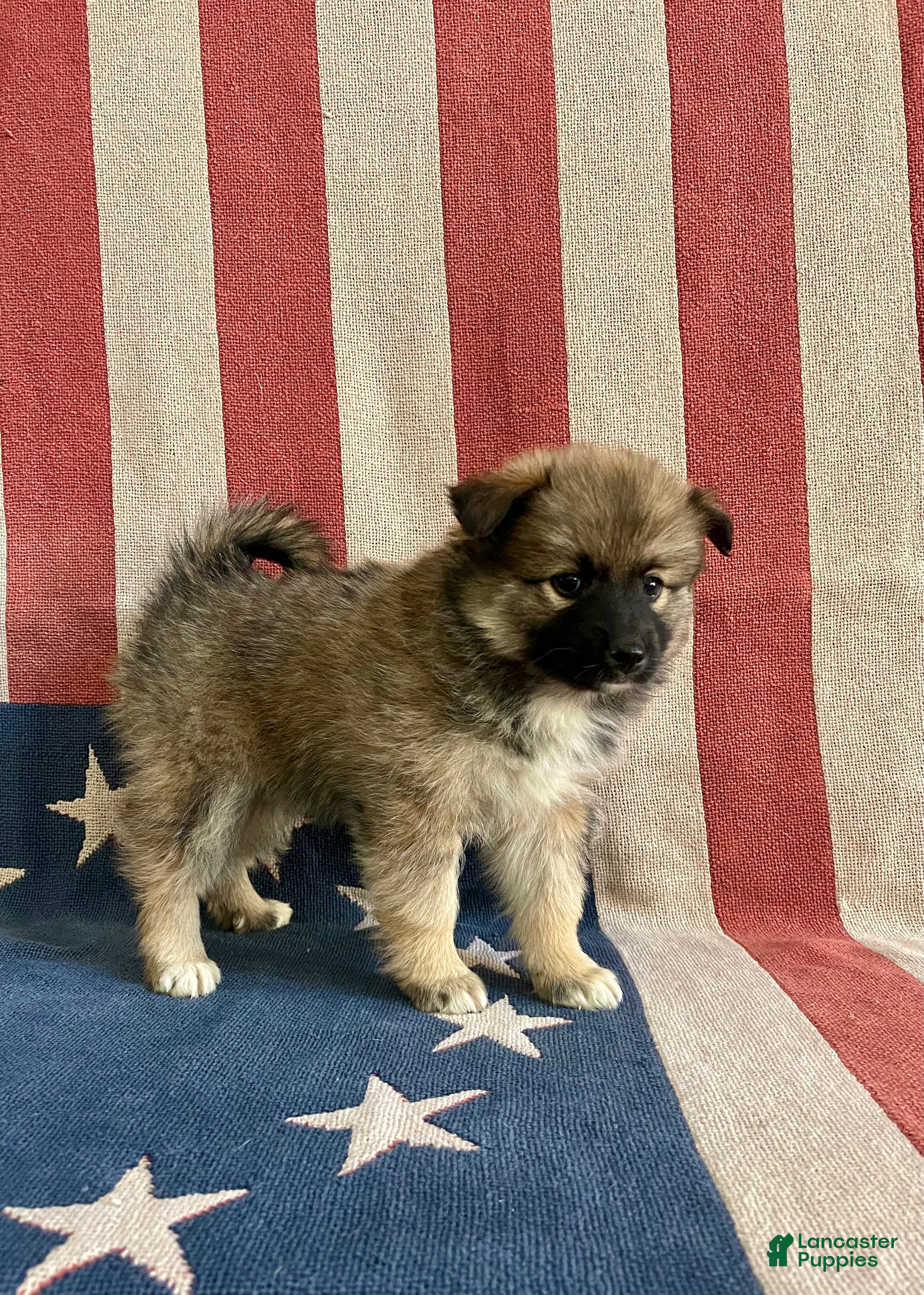 Pomsky dogs Clay - Ad 2