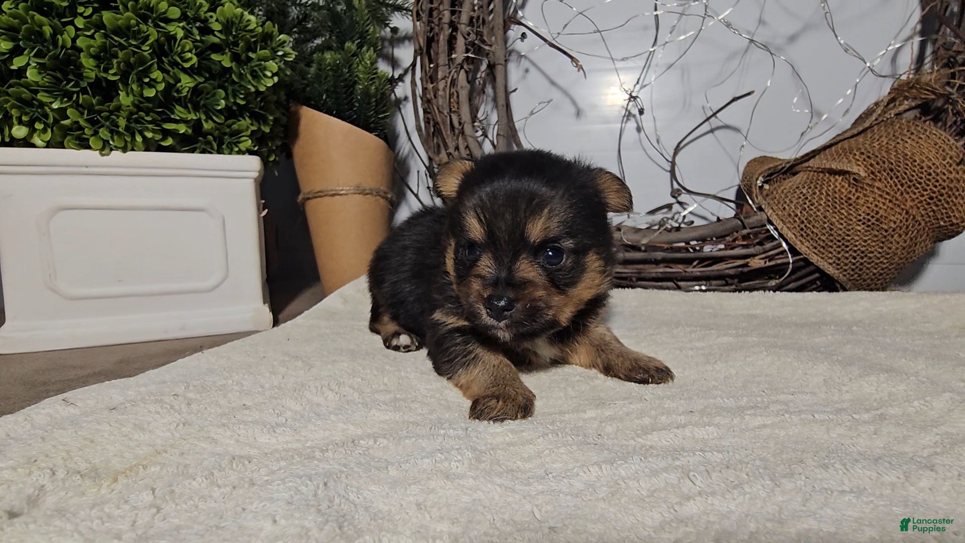 Mixed Breed dogs Louis - Ad 38