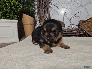 Mixed Breed dogs Louis - Ad 23