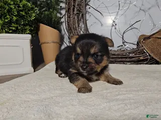 Mixed Breed dogs Louis - Ad 25