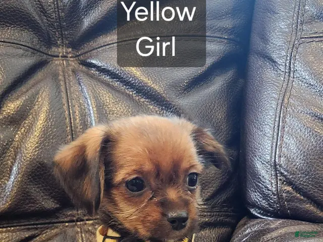 Shorkie dogs for sale: Shorkie 5 - Ad 8