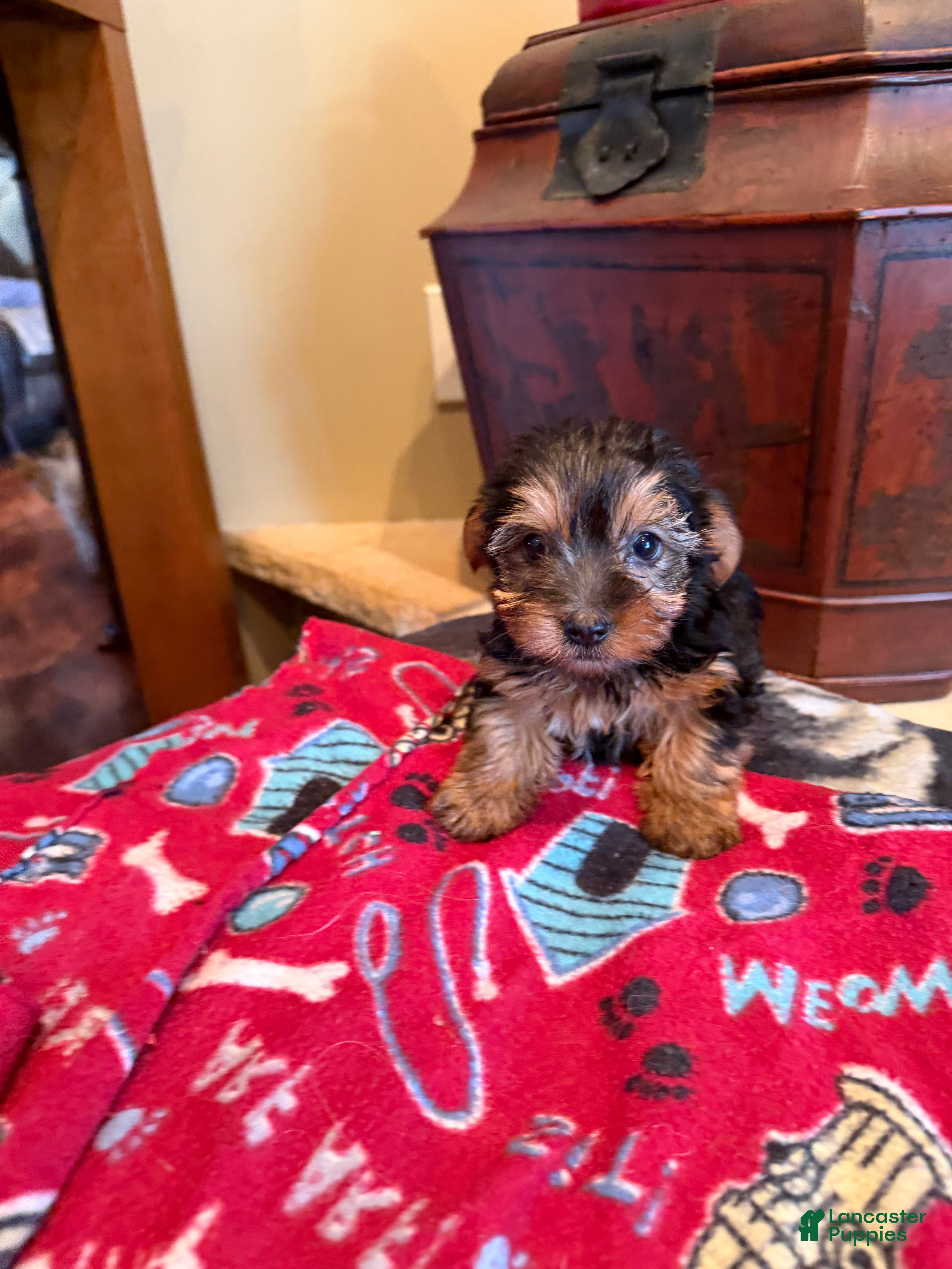 Yorkshire Terrier dogs Armani - Ad 16