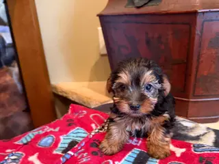 Yorkshire Terrier dogs Armani - Ad 16