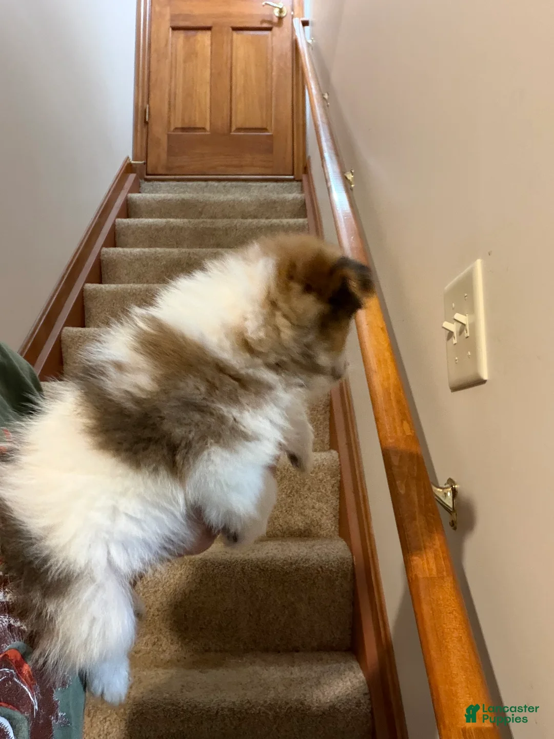 Pomeranian dogs for sale: Jax - Ad 2