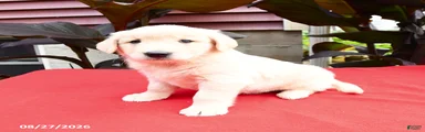 Cornelius