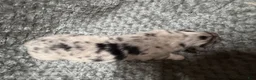 Australian Shepherd dogs for sale: Australian Shepherd 1 - Ad 5