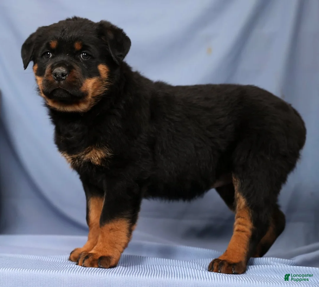 Rottweiler dogs for sale: Laura - Ad 4