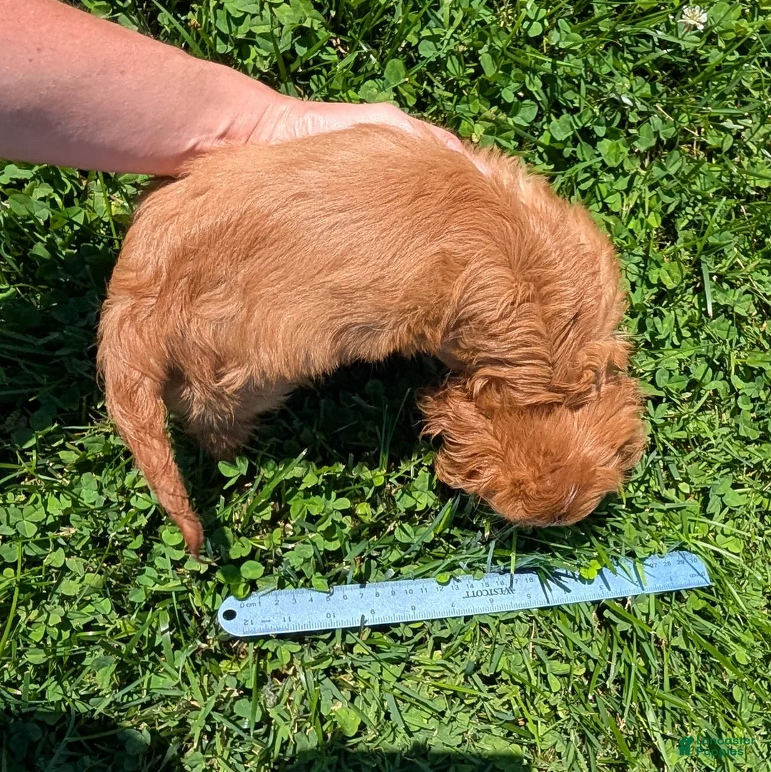Cavalier King Charles Spaniel dogs for sale: Ruby - Ad 12