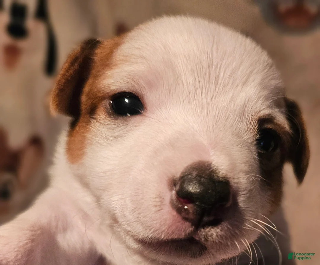 Chihuahua dogs for sale:  Flo - Ad 1