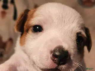 Chihuahua dogs Flo - Ad 27