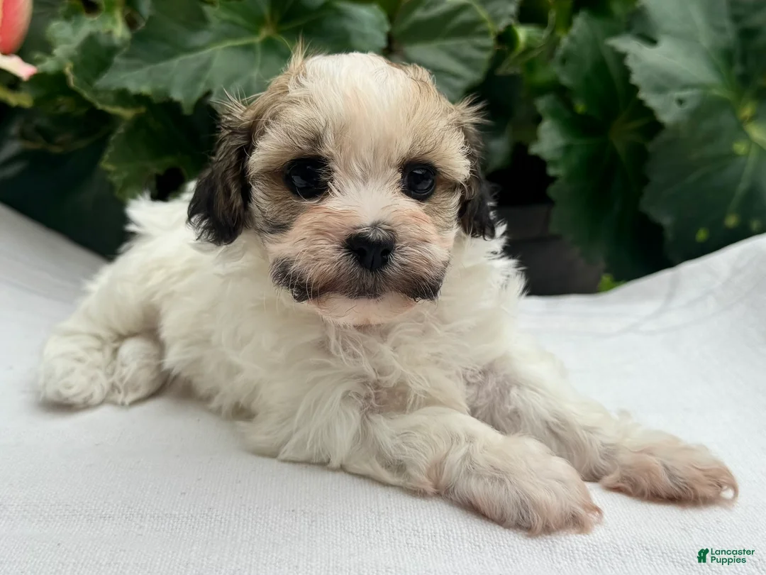 Havapoo dogs for sale: Belle - Ad 1