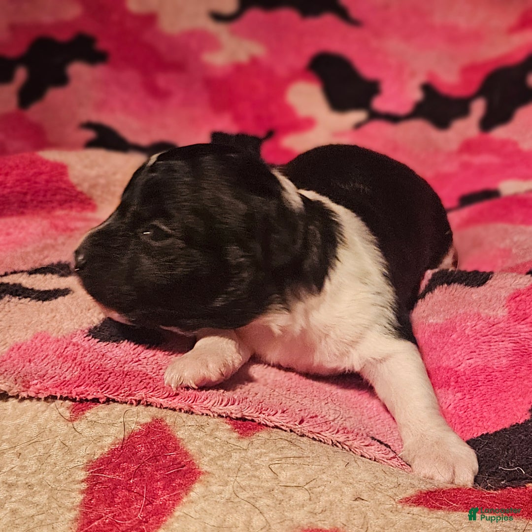 Chihuahua dogs for sale: Cindy - Ad 12