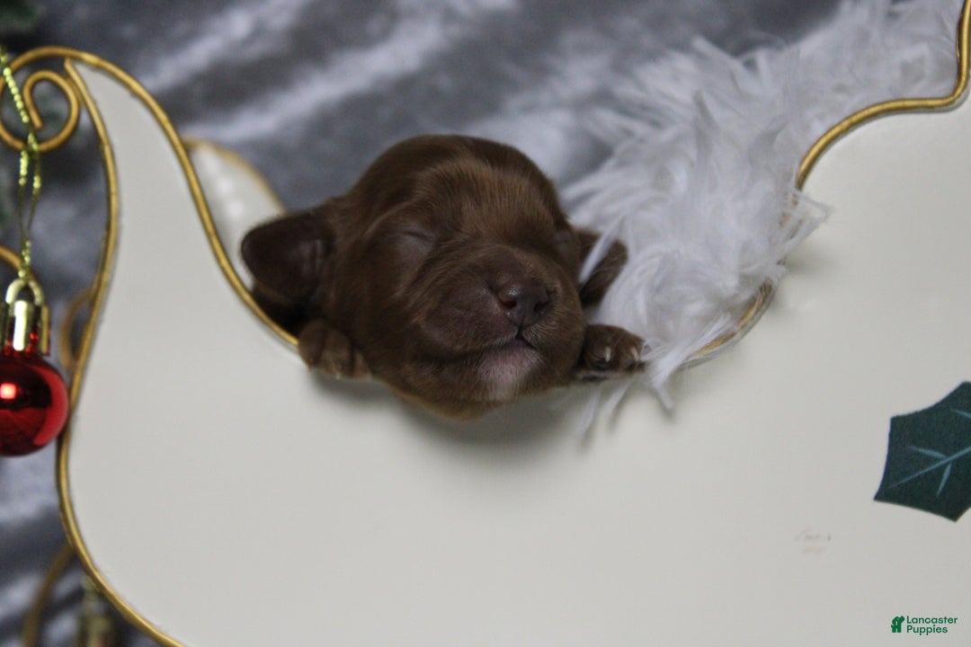 Cavapoo dogs for sale: Cherry - Ad 2