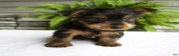 Yorkshire Terrier dogs for sale: Barbie - Ad 6