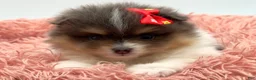 Pomeranian dogs for sale: AKC Judy - Ad 1