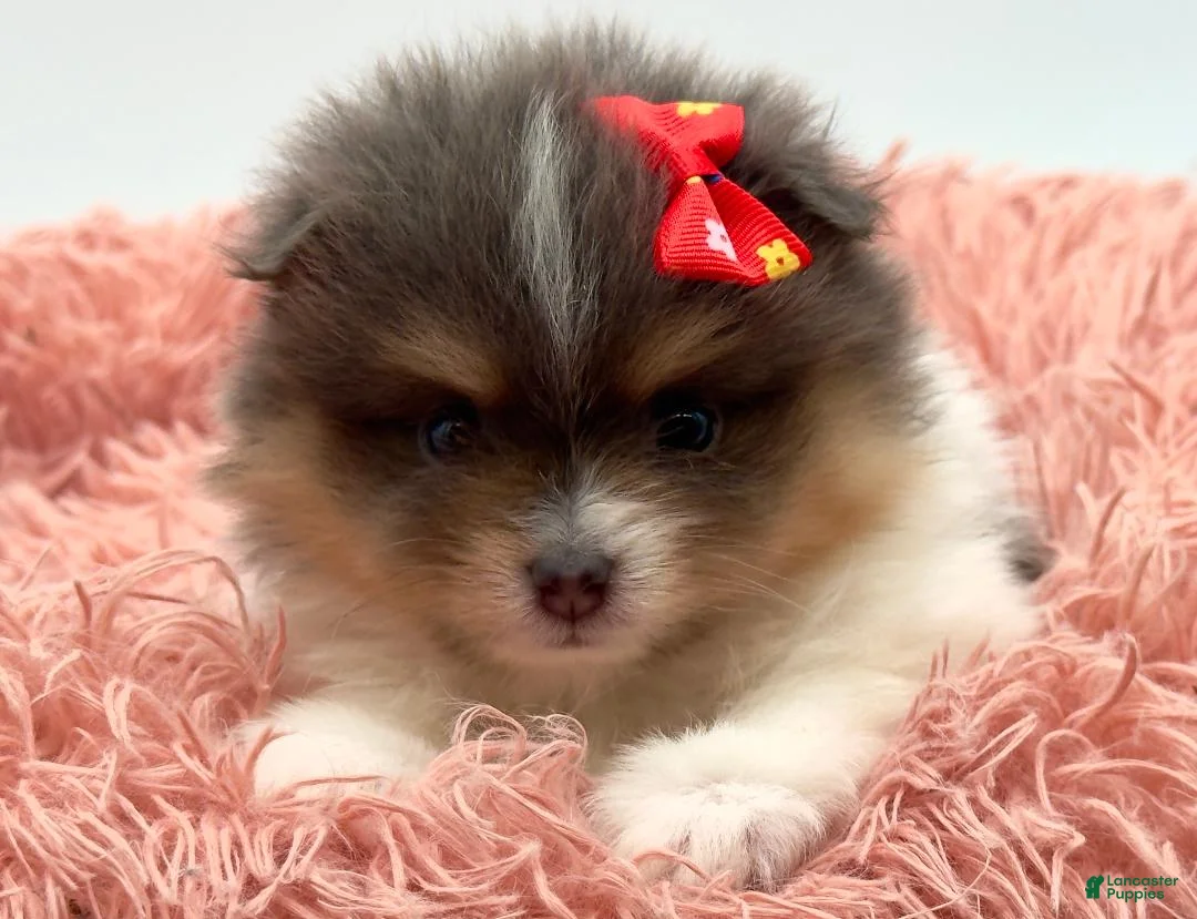 Pomeranian dogs for sale: AKC Judy - Ad 1
