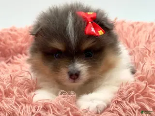 Pomeranian dogs AKC Judy - Ad 3