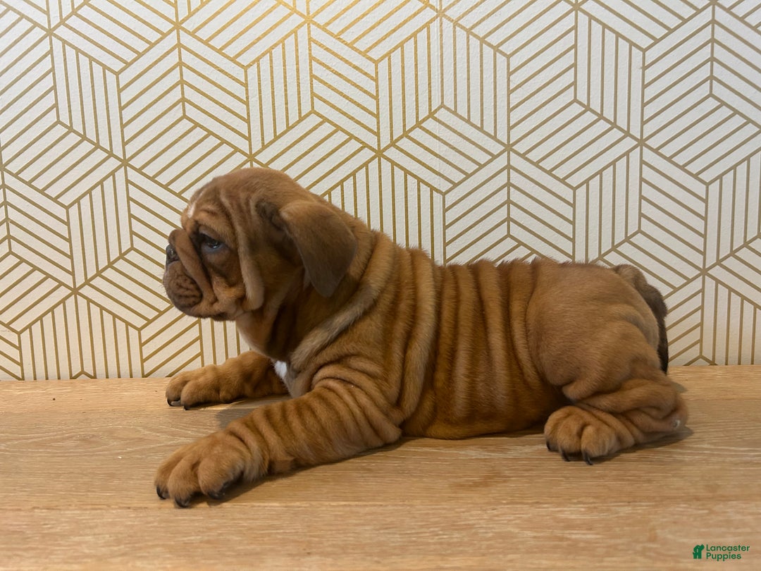 English Bulldog dogs for sale: Hazel - Ad 3