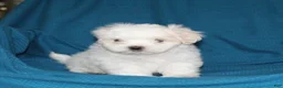 Malshi dogs for sale: Chip - Ad 3