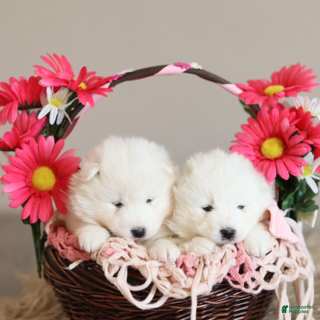 Samoyed dogs Sasha - Ad 2