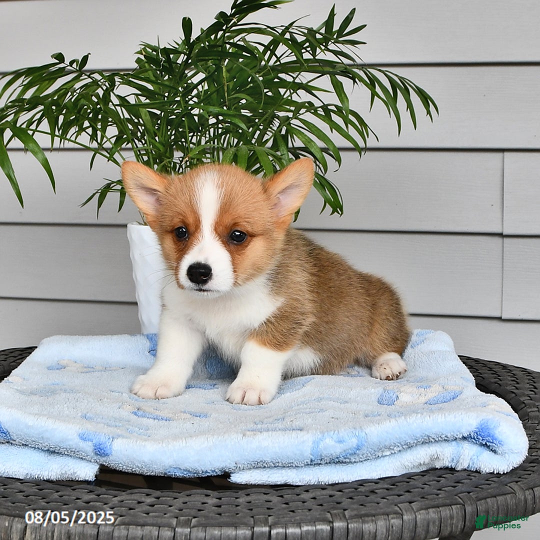 Welsh Corgi Pembroke dogs for sale: Jack - Ad 16