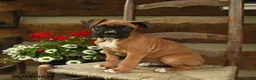 Boxer dogs for sale: Boomer - Ad 1