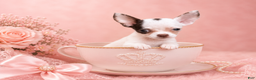 Chihuahua dogs for sale: Teacup/Pocketbook Chihuahua 1 - Ad 1