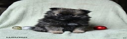 Pomeranian dogs for sale: Rascal - Ad 5